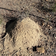 Nasutitermes exitiosus (Snouted termite, Gluegun termite) at Aranda, ACT - 28 May 2024 by AaronClausen