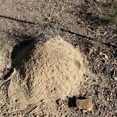 Nasutitermes exitiosus (Snouted termite, Gluegun termite) at Aranda, ACT - 28 May 2024 by AaronClausen