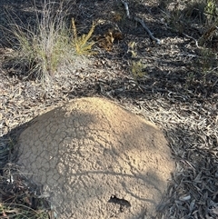 Nasutitermes exitiosus (Snouted termite, Gluegun termite) at Aranda, ACT - 28 May 2024 by AaronClausen