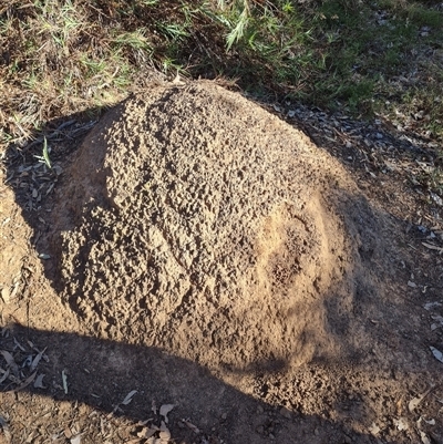 Nasutitermes exitiosus (Snouted termite, Gluegun termite) at Hackett, ACT - 28 May 2024 by AaronClausen