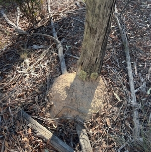 Nasutitermes exitiosus at Aranda, ACT - suppressed