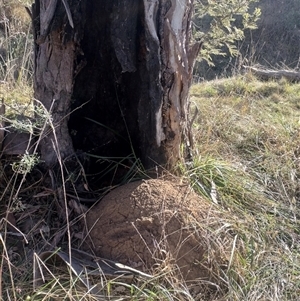 Nasutitermes exitiosus at Campbell, ACT - suppressed