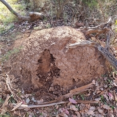 Nasutitermes exitiosus (Snouted termite, Gluegun termite) at Hackett, ACT - 28 May 2024 by AaronClausen