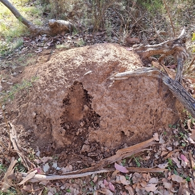 Nasutitermes exitiosus (Snouted termite, Gluegun termite) at Hackett, ACT - 28 May 2024 by AaronClausen