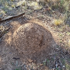 Nasutitermes exitiosus (Snouted termite, Gluegun termite) at Hackett, ACT - 28 May 2024 by AaronClausen