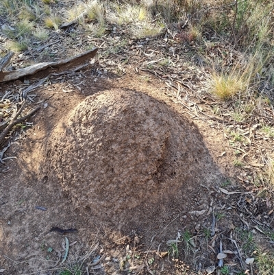 Nasutitermes exitiosus (Snouted termite, Gluegun termite) at Hackett, ACT - 28 May 2024 by AaronClausen