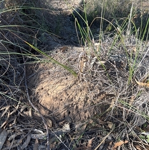 Nasutitermes exitiosus at Aranda, ACT - suppressed