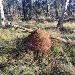 Nasutitermes exitiosus (Snouted termite, Gluegun termite) at Campbell, ACT - 28 May 2024 by AaronClausen