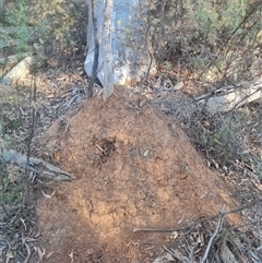 Nasutitermes exitiosus (Snouted termite, Gluegun termite) at Hackett, ACT - 28 May 2024 by AaronClausen