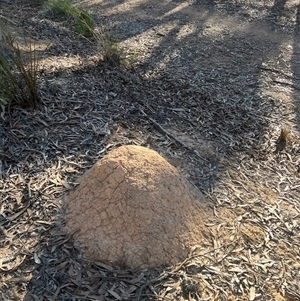 Nasutitermes exitiosus at Aranda, ACT - 28 May 2024