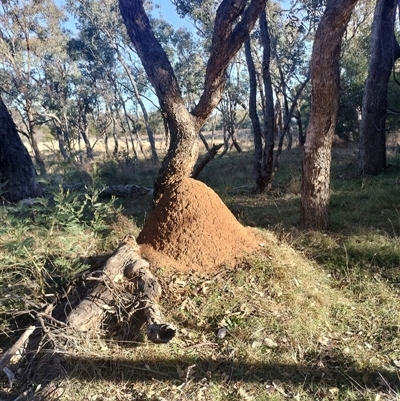 Nasutitermes exitiosus (Snouted termite, Gluegun termite) at Campbell, ACT - 28 May 2024 by AaronClausen