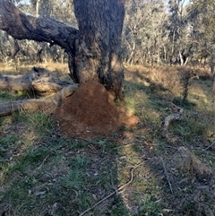 Nasutitermes exitiosus (Snouted termite, Gluegun termite) at Campbell, ACT - 28 May 2024 by AaronClausen