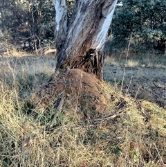 Nasutitermes exitiosus (Snouted termite, Gluegun termite) at Pialligo, ACT - 29 May 2024 by DonFletcher