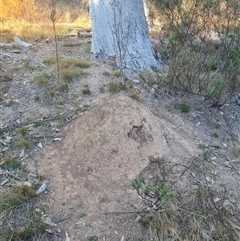 Nasutitermes exitiosus (Snouted termite, Gluegun termite) at Hackett, ACT - 29 May 2024 by DonFletcher