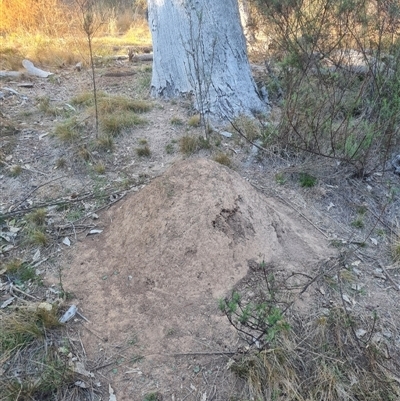 Nasutitermes exitiosus (Snouted termite, Gluegun termite) at Hackett, ACT - 29 May 2024 by DonFletcher