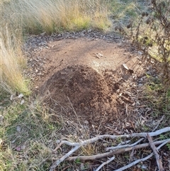 Nasutitermes exitiosus (Snouted termite, Gluegun termite) at Hackett, ACT - 29 May 2024 by DonFletcher