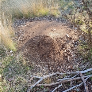 Nasutitermes exitiosus at Hackett, ACT - suppressed