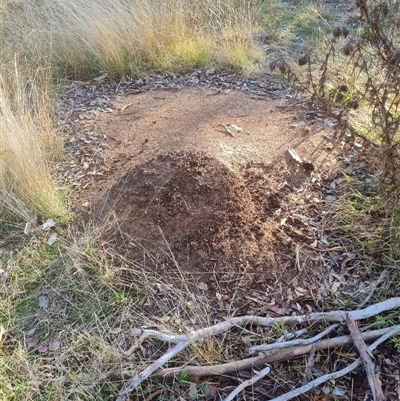 Nasutitermes exitiosus (Snouted termite, Gluegun termite) at Hackett, ACT - 29 May 2024 by DonFletcher