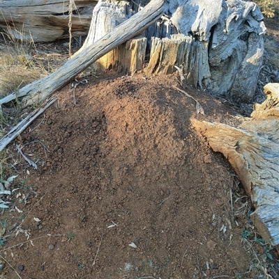 Nasutitermes exitiosus (Snouted termite, Gluegun termite) at Watson, ACT - 28 May 2024 by AaronClausen