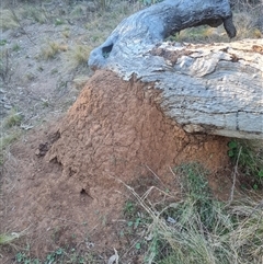 Nasutitermes exitiosus (Snouted termite, Gluegun termite) at Hackett, ACT - 28 May 2024 by AaronClausen