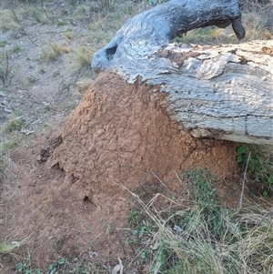 Nasutitermes exitiosus at Hackett, ACT - 29 May 2024