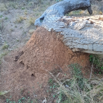 Nasutitermes exitiosus (Snouted termite, Gluegun termite) at Hackett, ACT - 28 May 2024 by AaronClausen