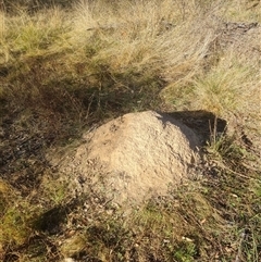 Nasutitermes exitiosus (Snouted termite, Gluegun termite) at Hackett, ACT - 28 May 2024 by AaronClausen