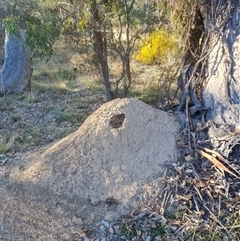 Nasutitermes exitiosus (Snouted termite, Gluegun termite) at Hackett, ACT - 28 May 2024 by AaronClausen