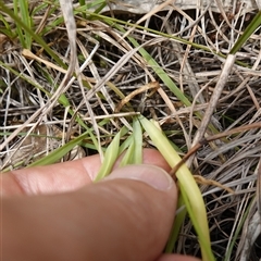 Arthropodium minus at Dalton, NSW - 23 Oct 2024