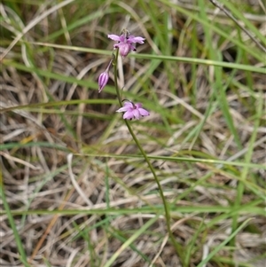 Arthropodium minus at Dalton, NSW - 23 Oct 2024