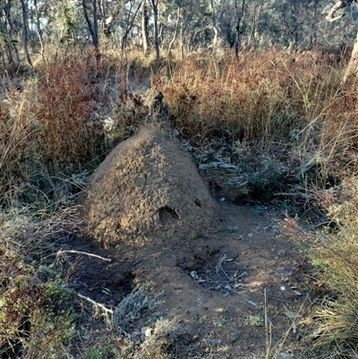 Nasutitermes exitiosus (Snouted termite, Gluegun termite) at Pialligo, ACT - 29 May 2024 by DonFletcher