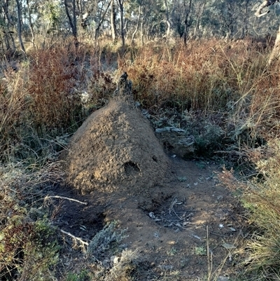 Nasutitermes exitiosus (Snouted termite, Gluegun termite) at Pialligo, ACT - 29 May 2024 by DonFletcher