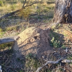 Nasutitermes exitiosus (Snouted termite, Gluegun termite) at Hackett, ACT - 28 May 2024 by AaronClausen