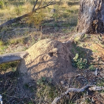 Nasutitermes exitiosus (Snouted termite, Gluegun termite) at Hackett, ACT - 28 May 2024 by AaronClausen