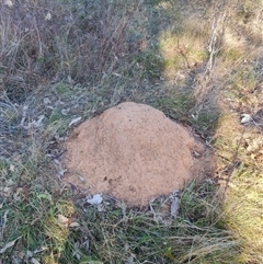 Nasutitermes exitiosus (Snouted termite, Gluegun termite) at Hackett, ACT - 28 May 2024 by AaronClausen