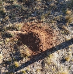 Nasutitermes exitiosus (Snouted termite, Gluegun termite) at Watson, ACT - 28 May 2024 by AaronClausen