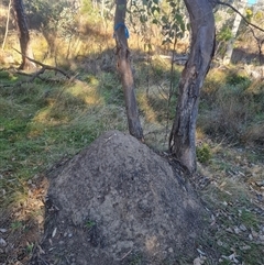 Nasutitermes exitiosus (Snouted termite, Gluegun termite) at Hackett, ACT - 29 May 2024 by DonFletcher