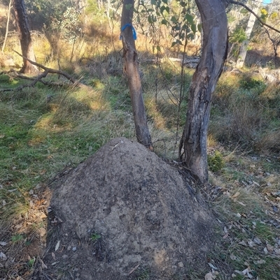 Nasutitermes exitiosus (Snouted termite, Gluegun termite) at Hackett, ACT - 28 May 2024 by AaronClausen