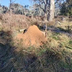 Nasutitermes exitiosus (Snouted termite, Gluegun termite) at Pialligo, ACT - 29 May 2024 by DonFletcher