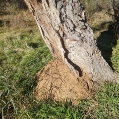 Nasutitermes exitiosus (Snouted termite, Gluegun termite) at Hackett, ACT - 28 May 2024 by AaronClausen