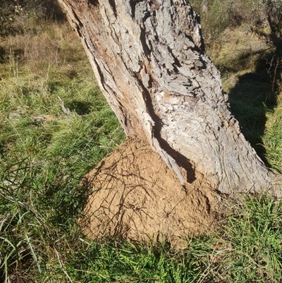 Nasutitermes exitiosus (Snouted termite, Gluegun termite) at Hackett, ACT - 28 May 2024 by AaronClausen