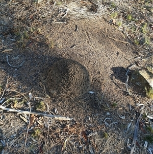 Nasutitermes exitiosus at Watson, ACT - suppressed