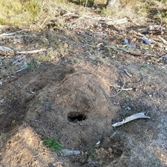 Nasutitermes exitiosus (Snouted termite, Gluegun termite) at Watson, ACT - 28 May 2024 by AaronClausen