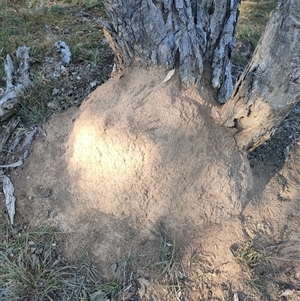 Nasutitermes exitiosus at Watson, ACT - 29 May 2024