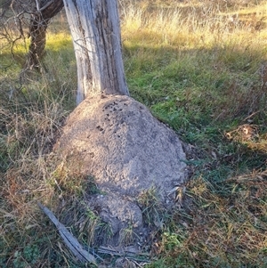 Nasutitermes exitiosus at Hackett, ACT - 29 May 2024