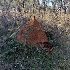 Nasutitermes exitiosus (Snouted termite, Gluegun termite) at Pialligo, ACT - 29 May 2024 by DonFletcher