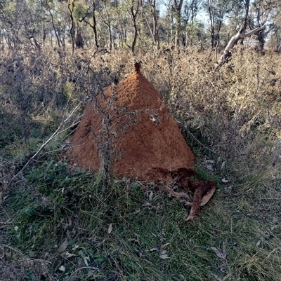 Nasutitermes exitiosus (Snouted termite, Gluegun termite) at Pialligo, ACT - 29 May 2024 by DonFletcher