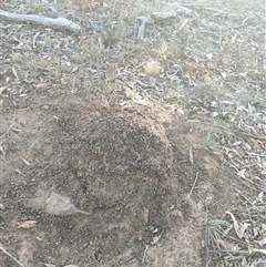 Nasutitermes exitiosus (Snouted termite, Gluegun termite) at Watson, ACT - 28 May 2024 by AaronClausen