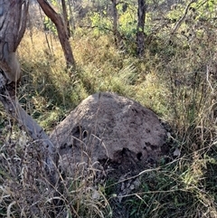 Nasutitermes exitiosus (Snouted termite, Gluegun termite) at Pialligo, ACT - 28 May 2024 by AaronClausen