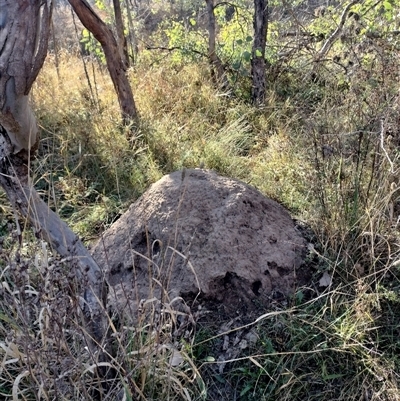 Nasutitermes exitiosus (Snouted termite, Gluegun termite) at Pialligo, ACT - 29 May 2024 by DonFletcher